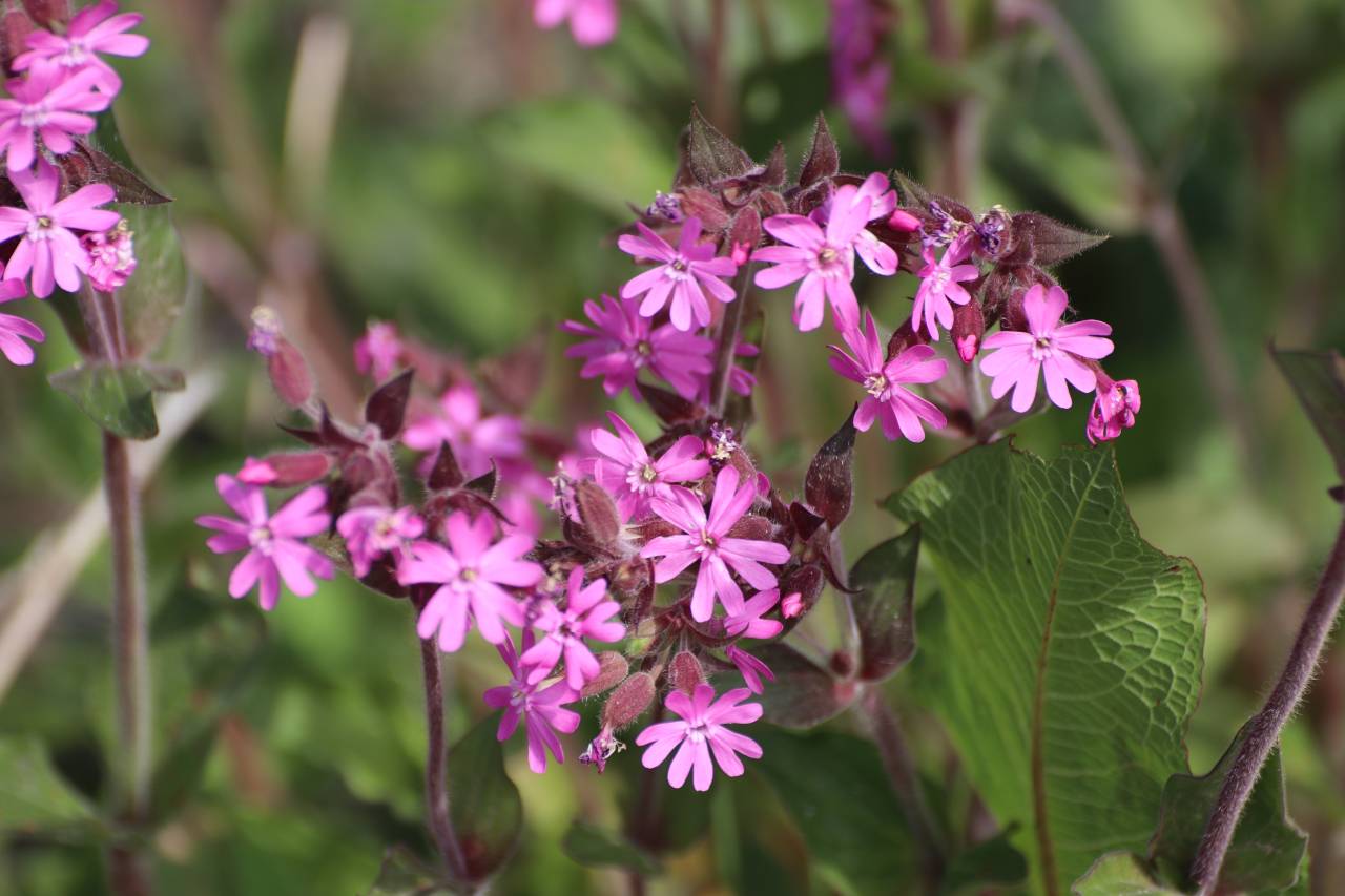 Pink Campion