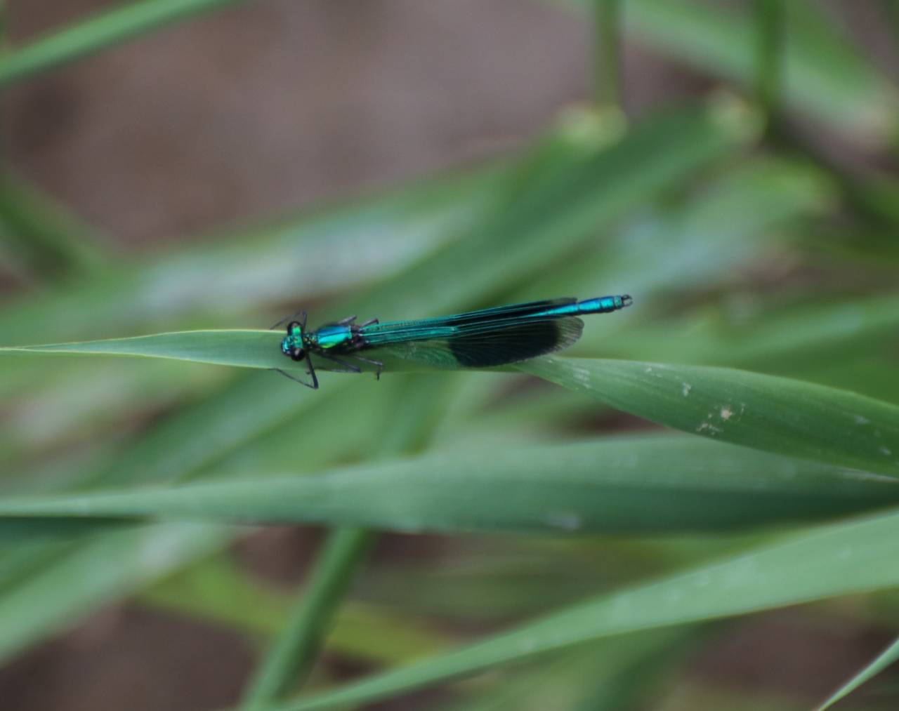 Banded Agrion male