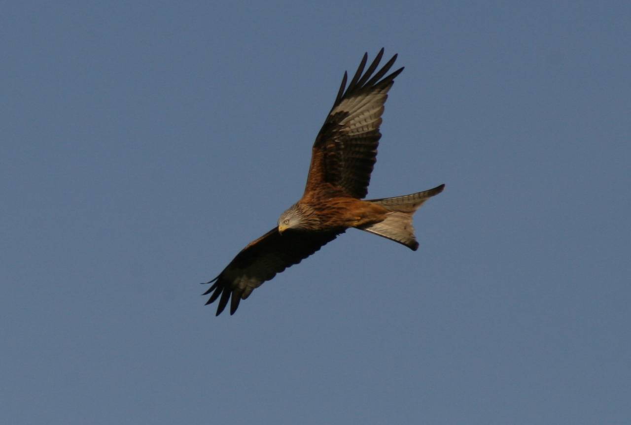 Red Kite
