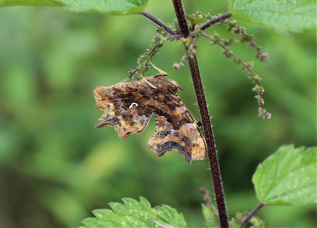 Comma Butterfly