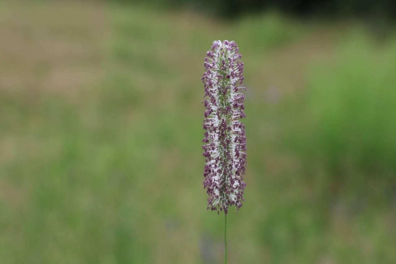 Flowering Grass