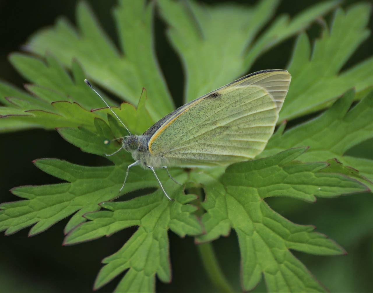 Large White Butterfly