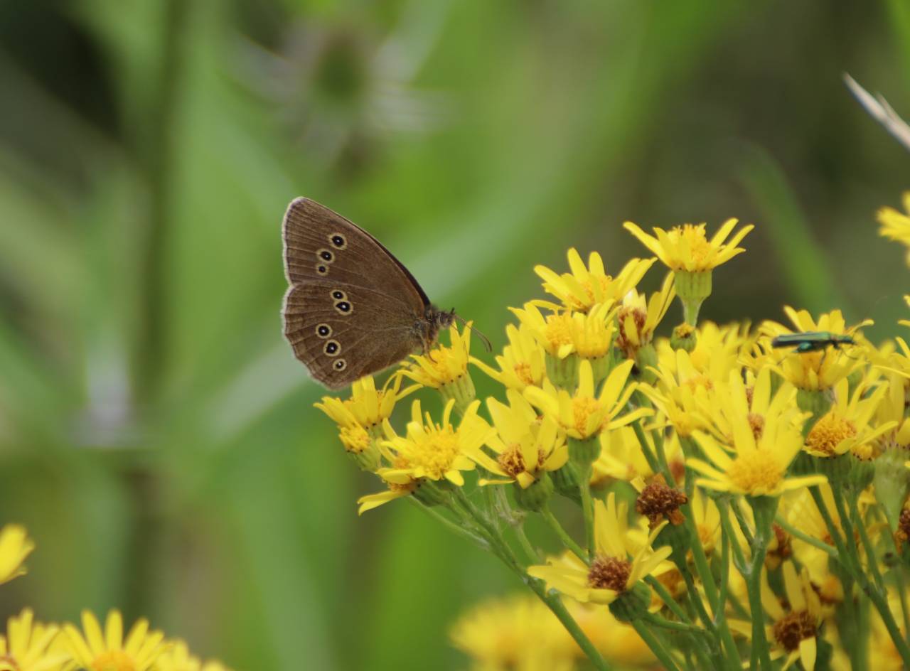 Ringlet Butterfly