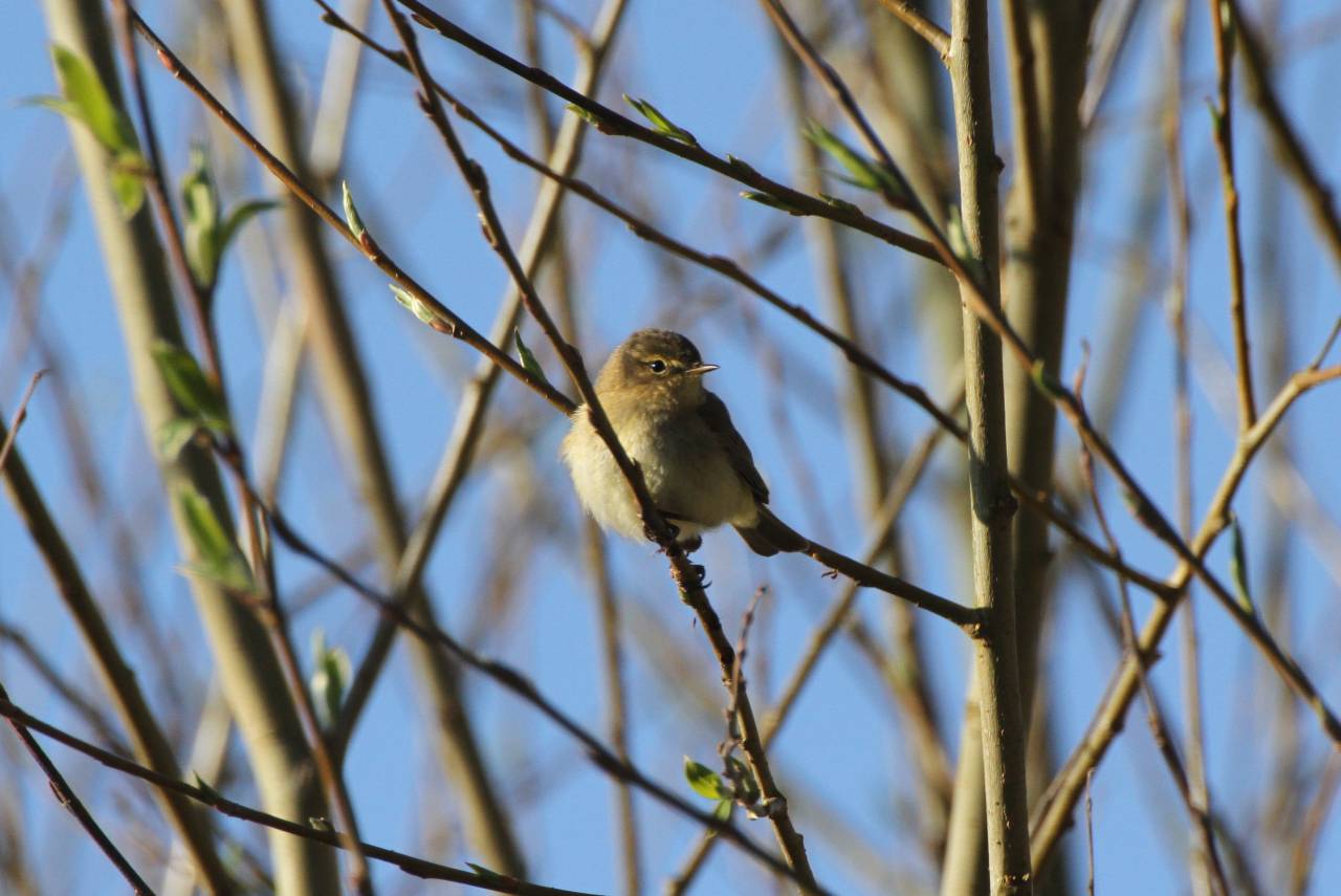  Chiff Chaff 