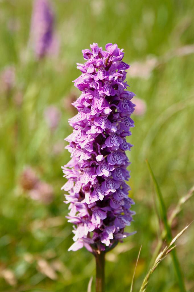  Hybrid Orchid at Platts in 1970's 