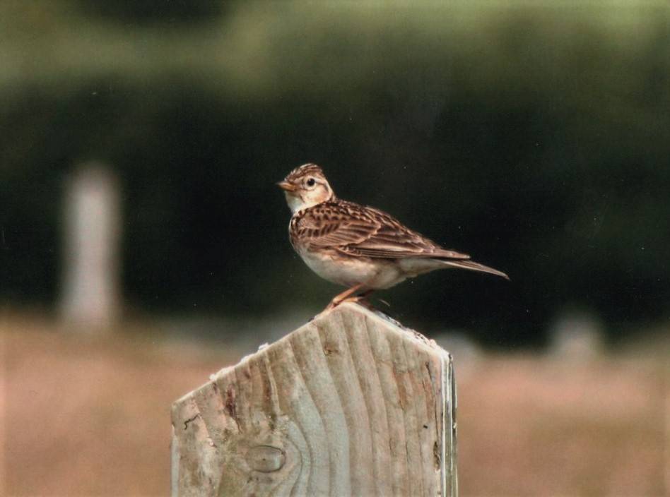  Skylark 