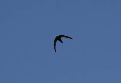  Swift in Flight 