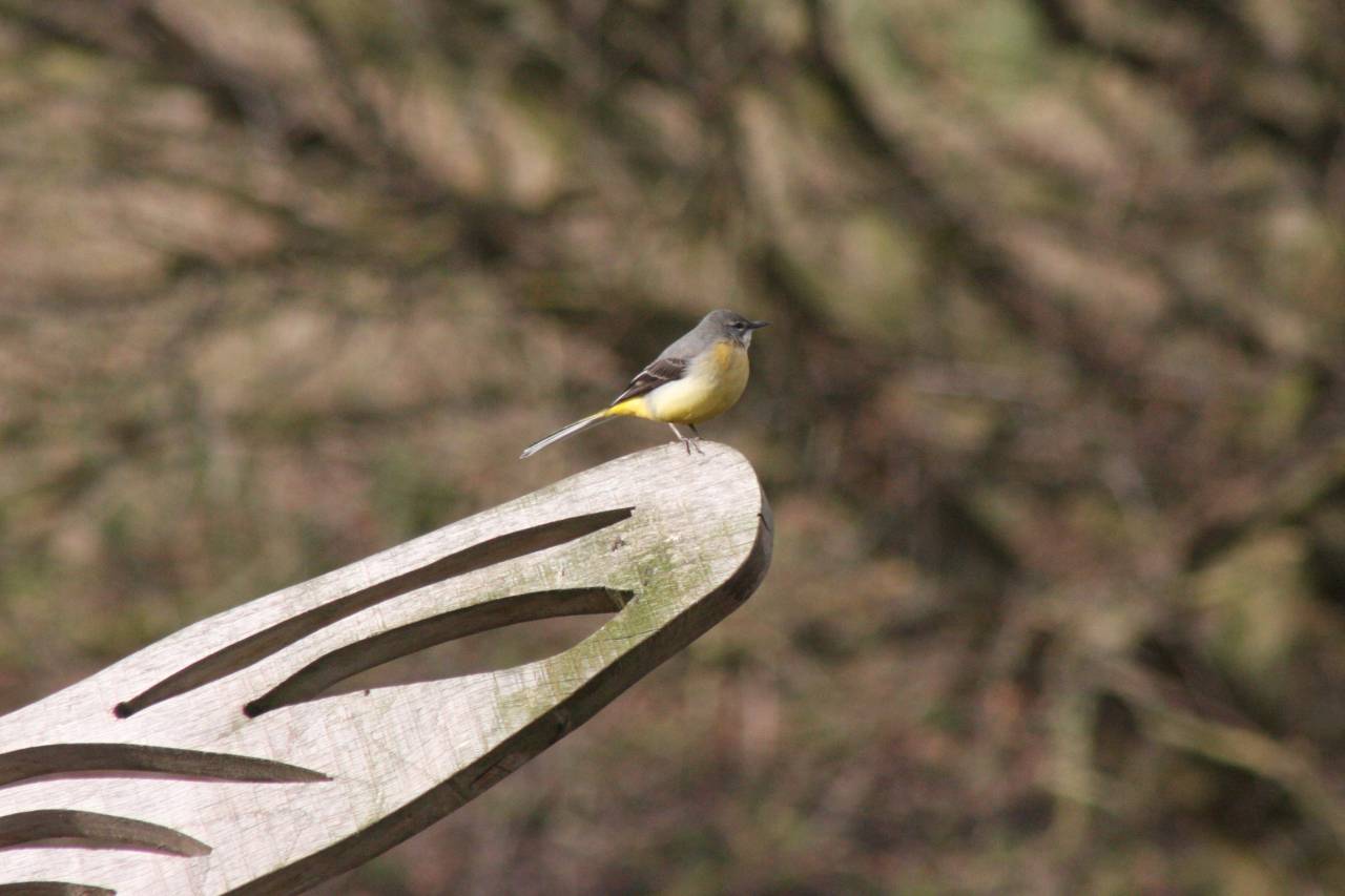  Grey Wagtail 