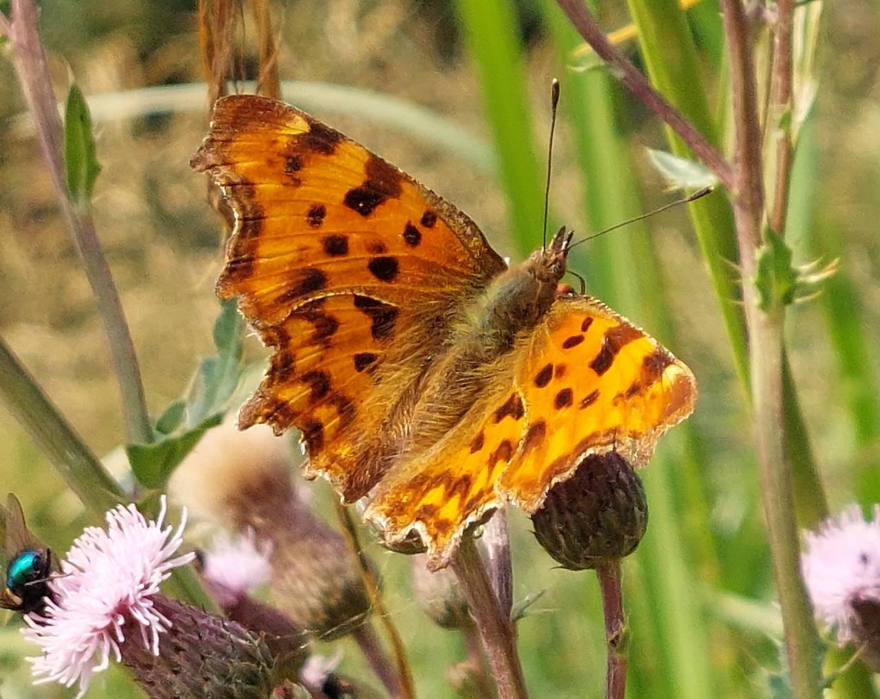 Comma