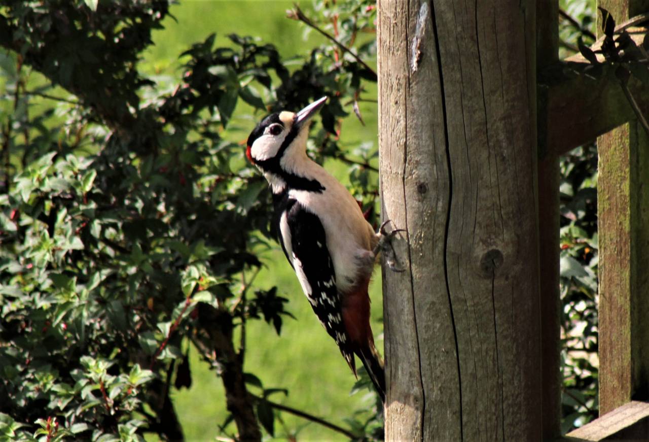  Great Spotted Woodpecker 