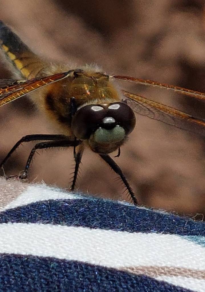4 Spotted Chaser