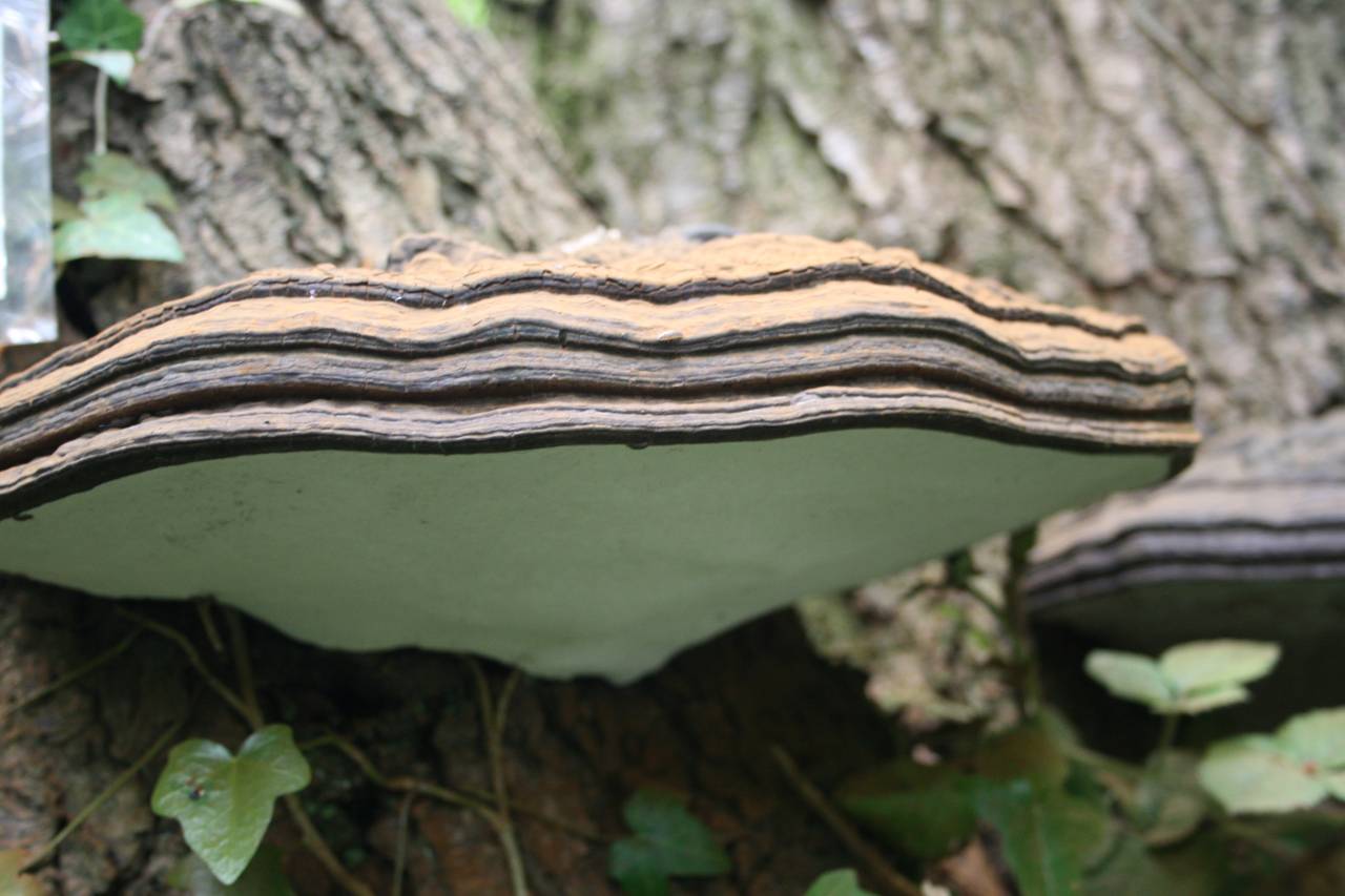 Bracket Fungi