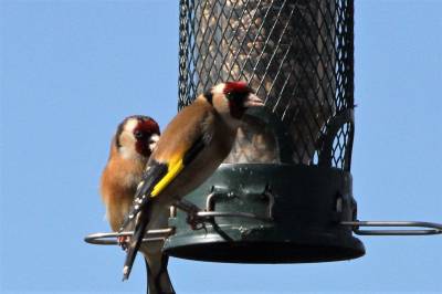  Goldfinch 
