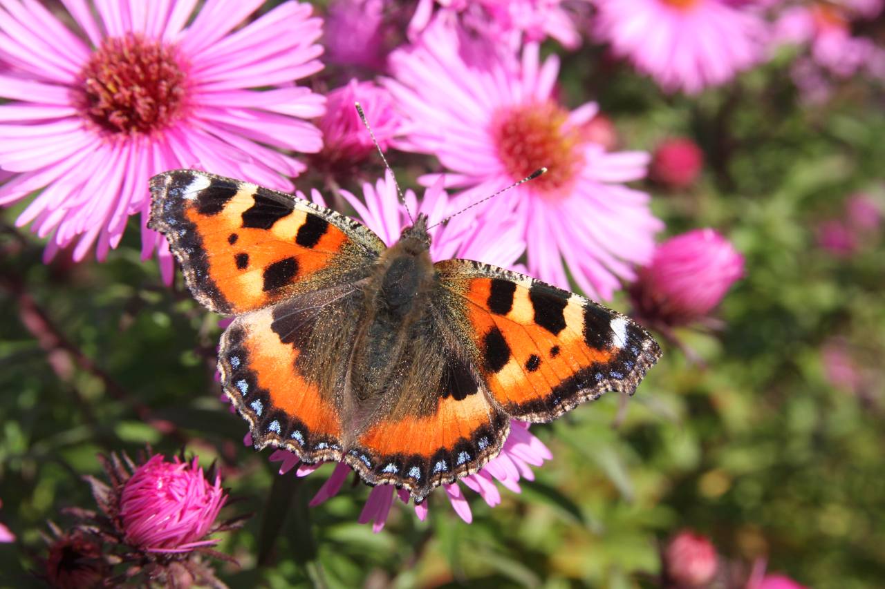 Small tortoishell