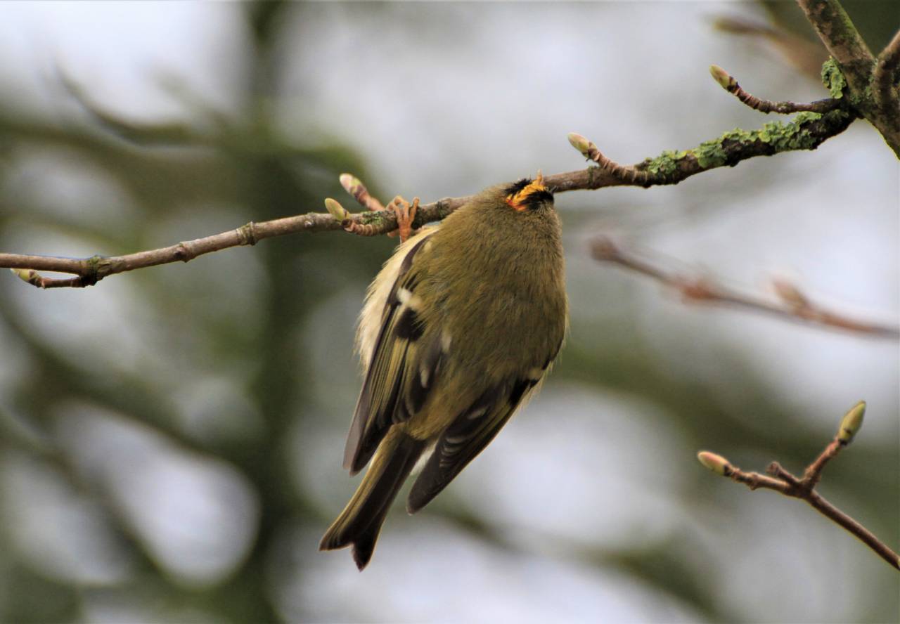  Goldcrest 
