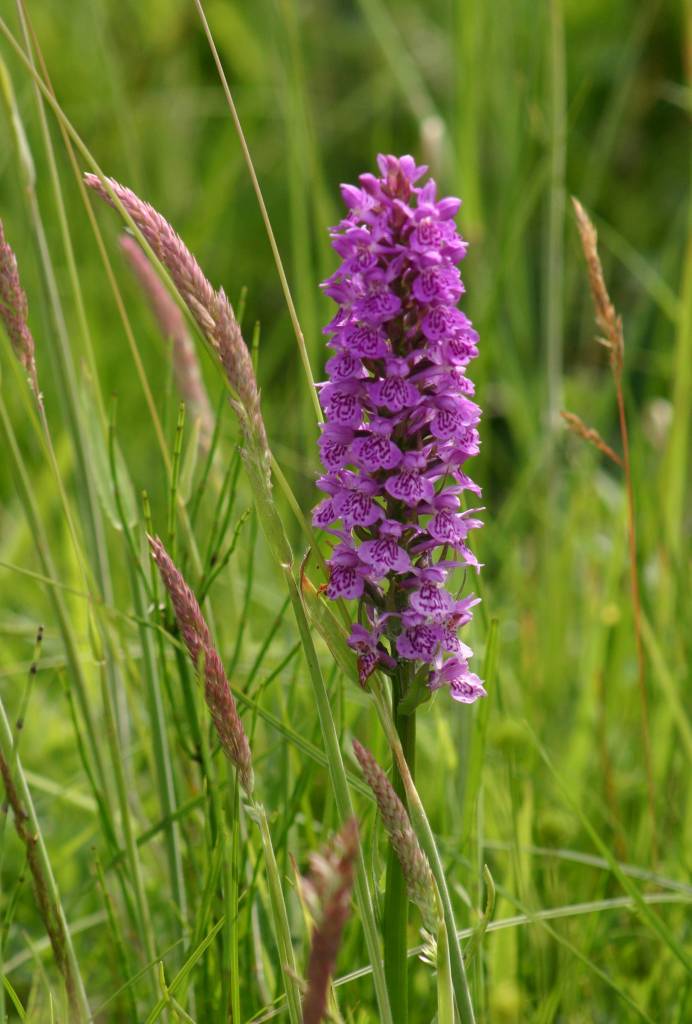 Northern Marsh Orchid