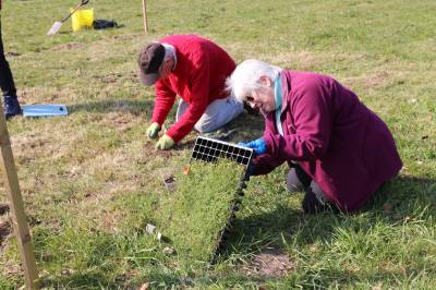  Planting Yellow Rattle 