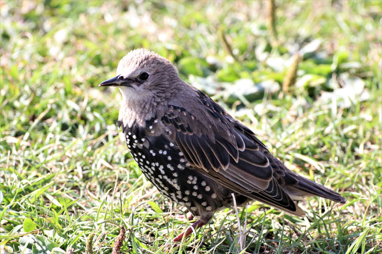  Starling 
