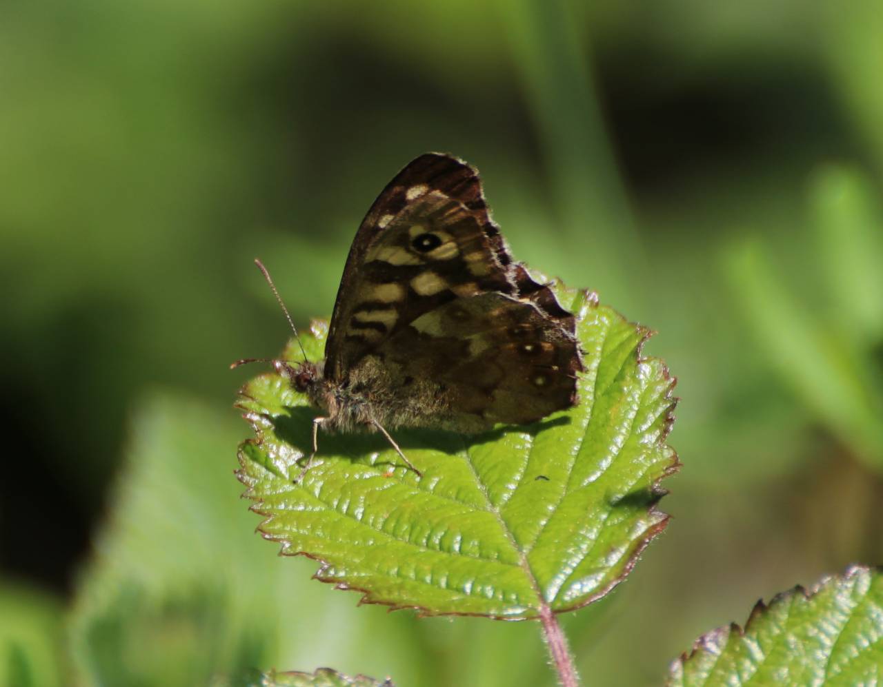 Speckled Wood Butterfly