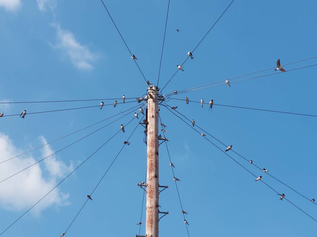 Sallows leave for Africa