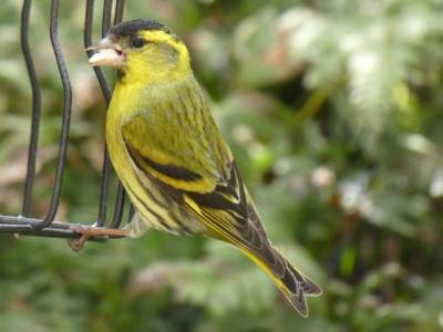  Siskin (Hems de Winter) 