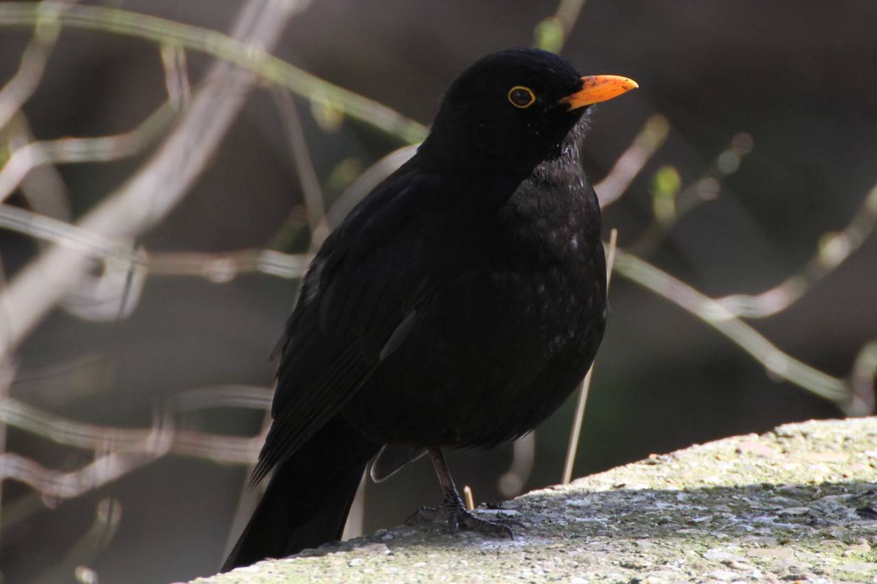  Blackbird - Male 