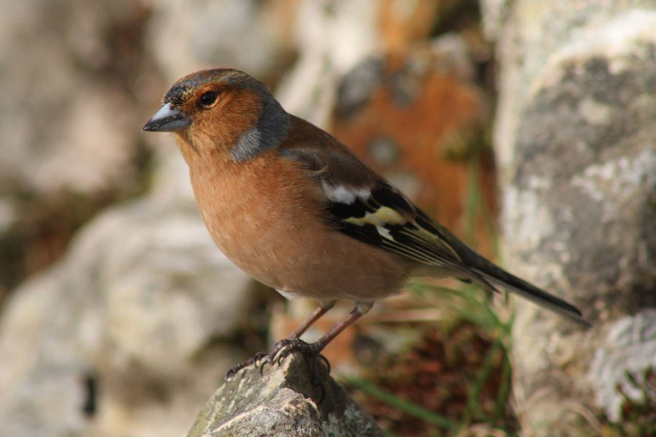  Chaffinch 