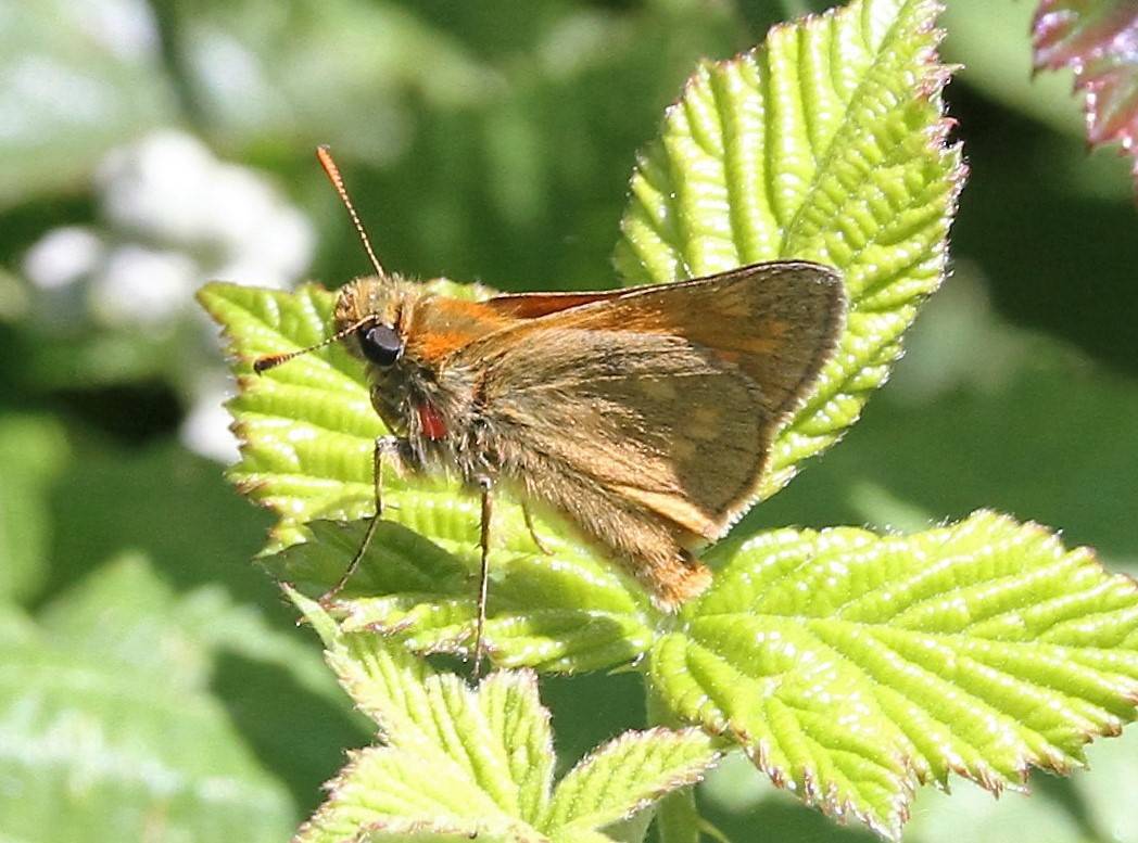 Small Skipper