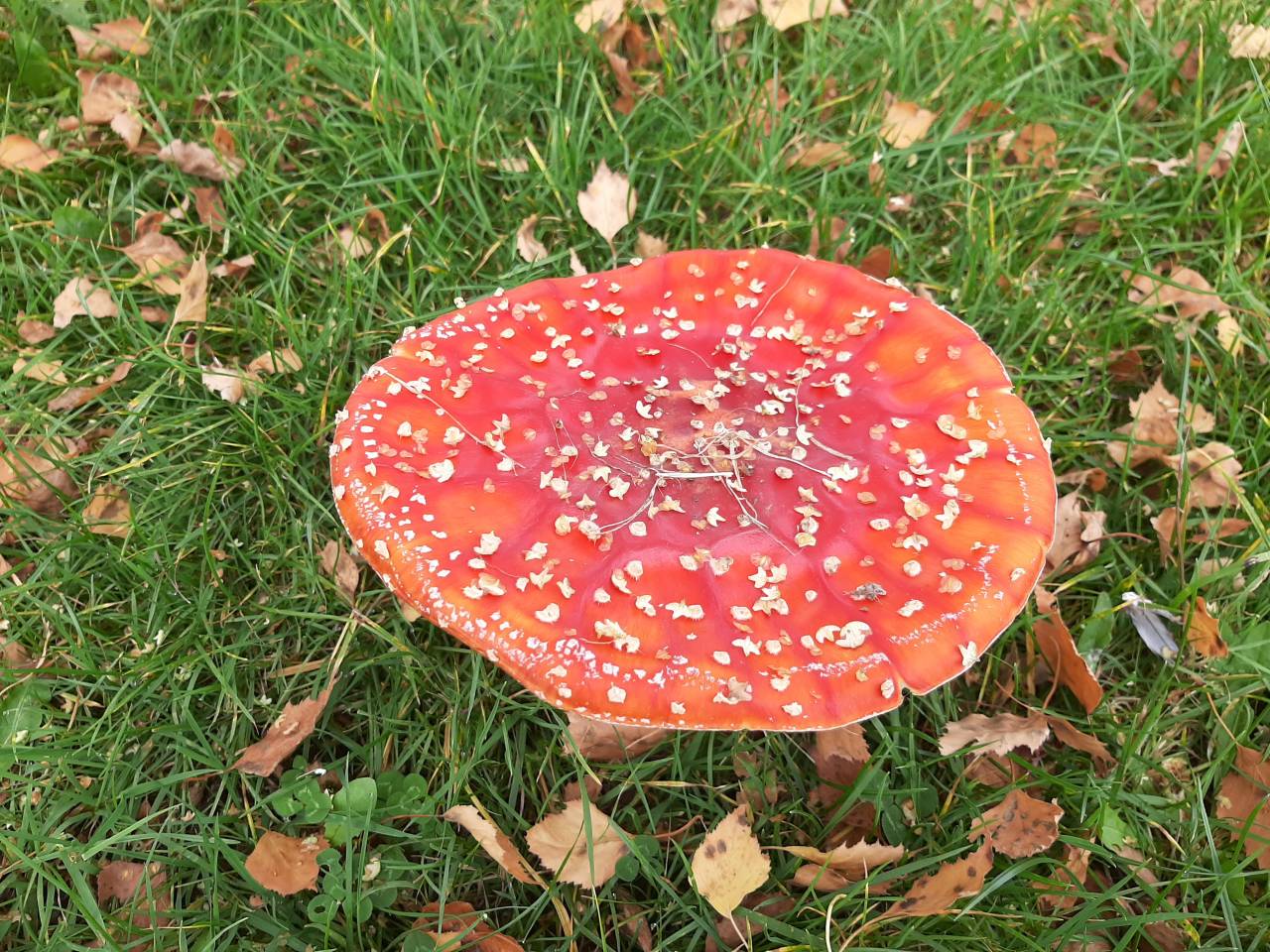 Fly Agaric open