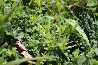  Yellow Rattle Plants 