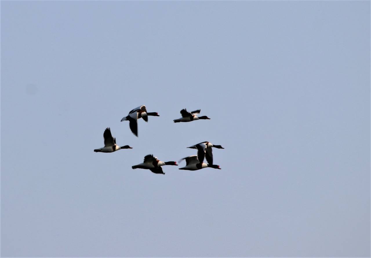  Shelducks 