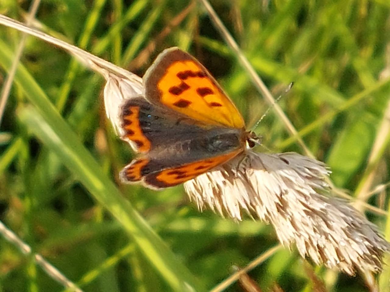 Small Copper at Legion Meadow
