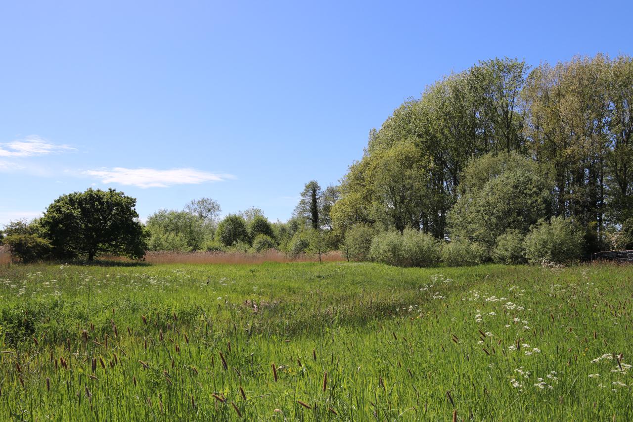  The Wet Meadow June 2019 