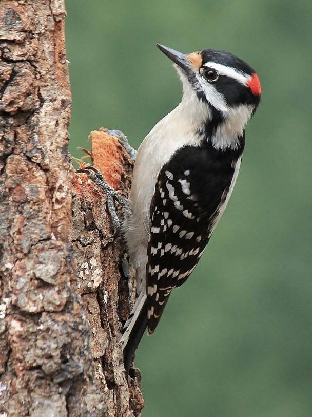  Less Spotted Wodpecker 