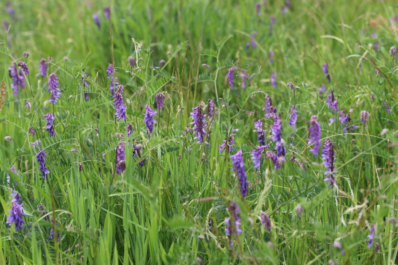 Meadow Vetch
