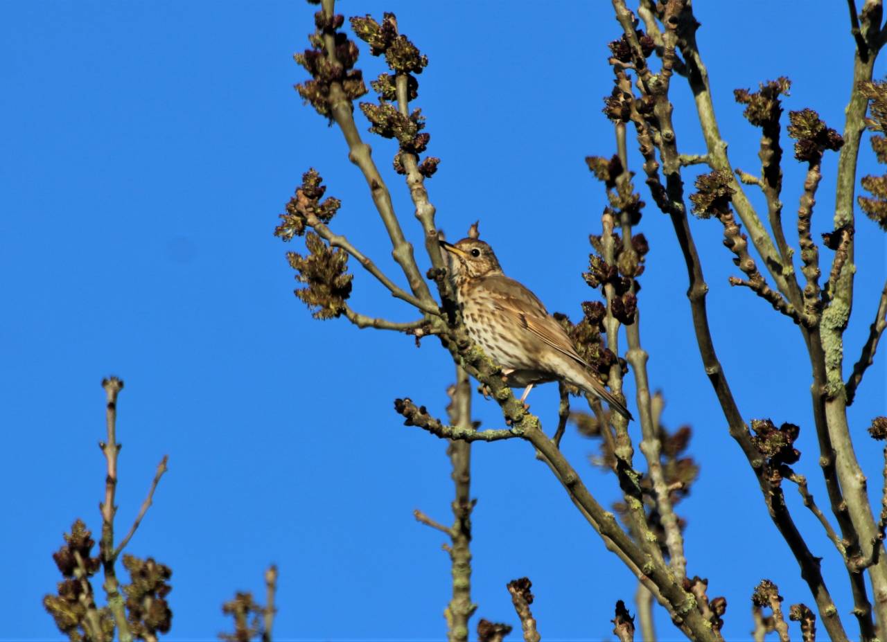  Song Thrush 