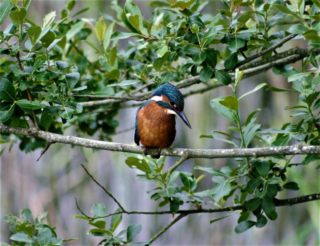 Kingfisher