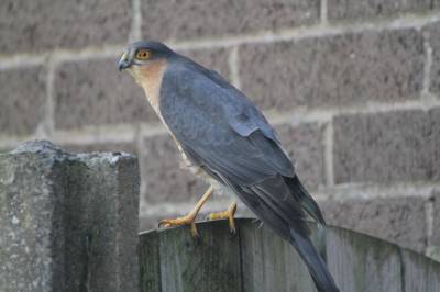  Sparrowhawk 