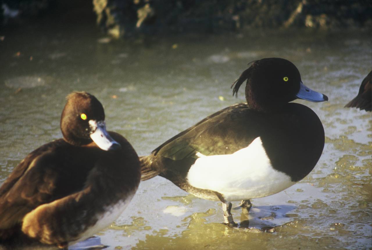 wildlife watch march 2021 christleton