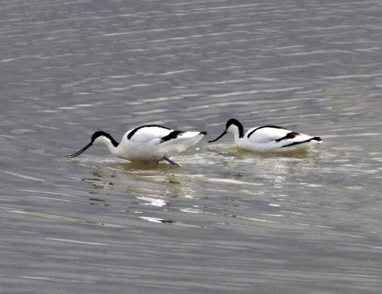  Avocets on the River Dee 