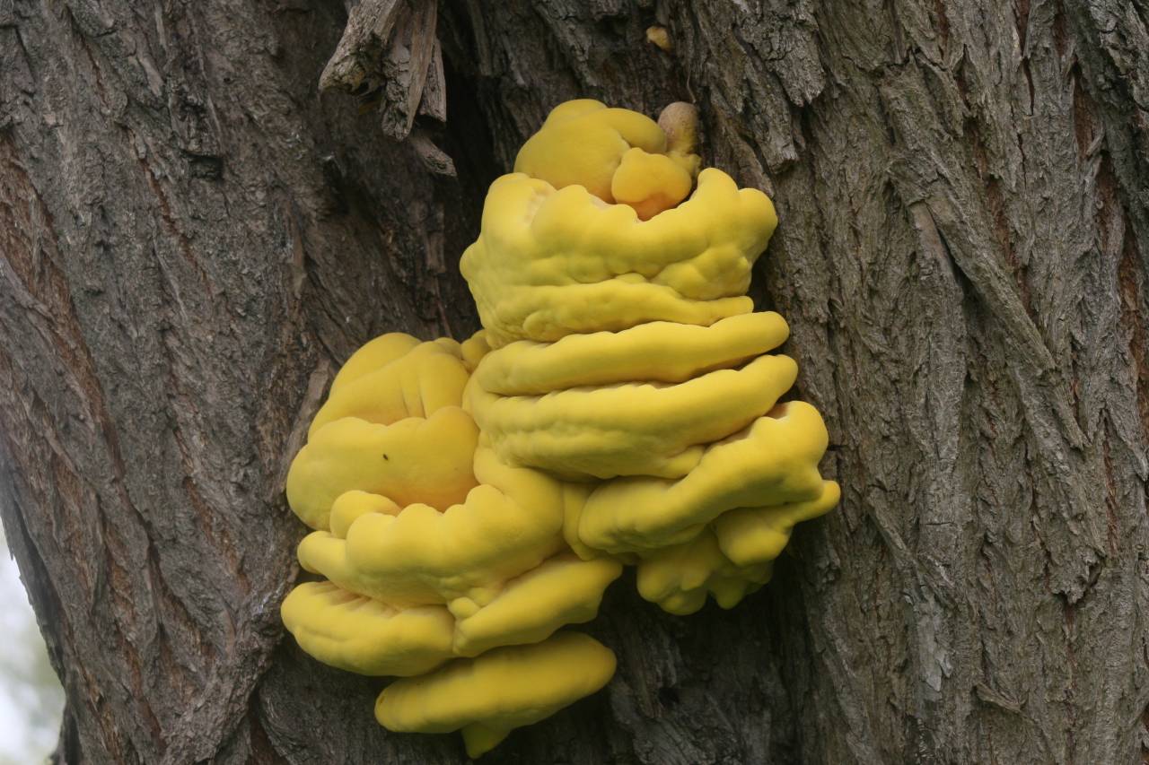 Chicken in the Woods