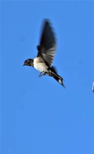  Swallow 