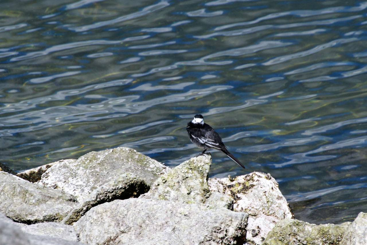  Pied Wagtail 