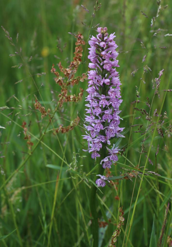 Common Spotted Orchid
