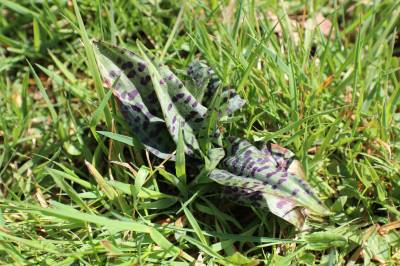  Common Spotted Orchid Leaves 