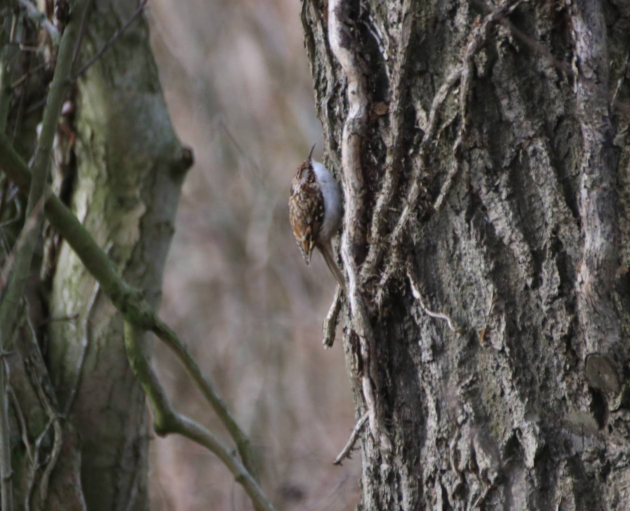  Tree Creeper 