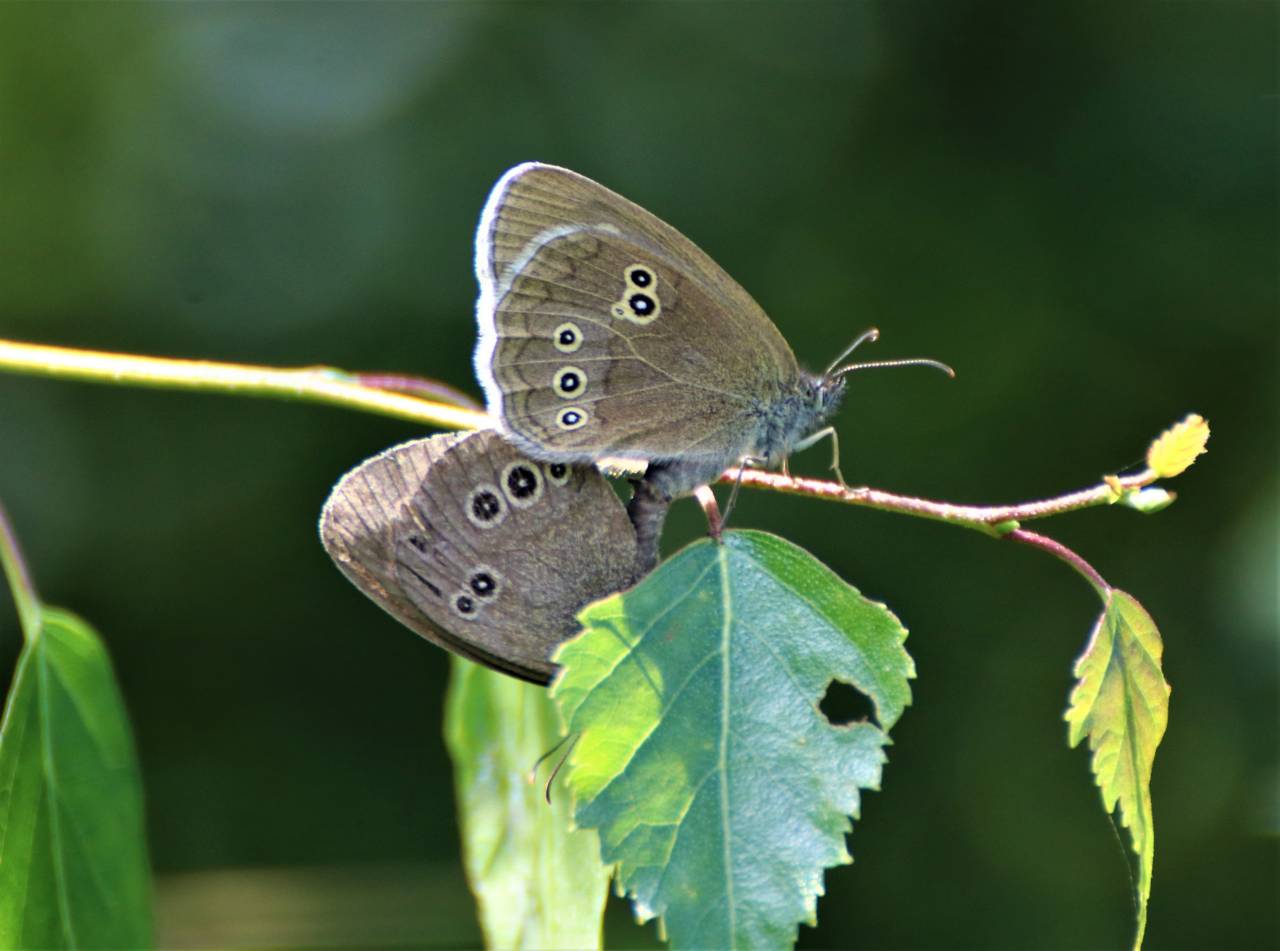 Ringlet's mating