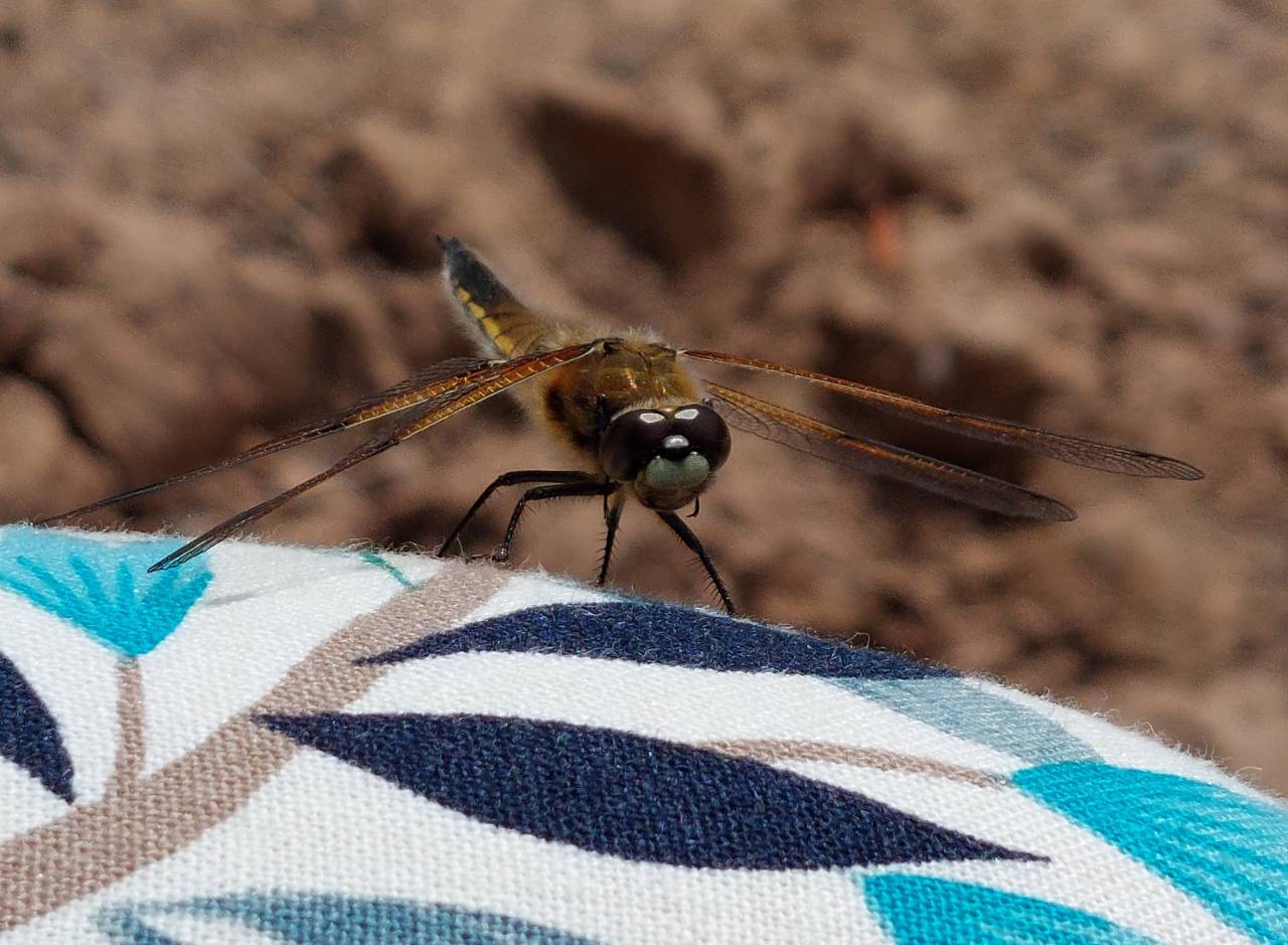 4 Spotted Chaser