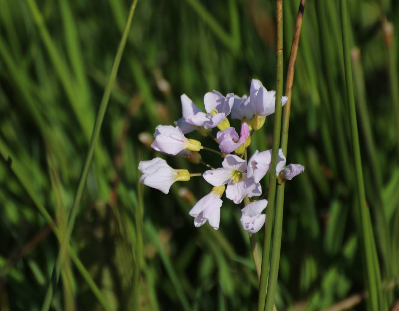  Ladies Smock or Cuckoo Pint 