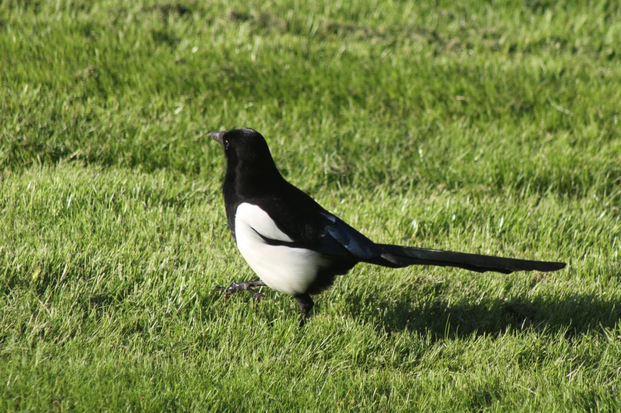 Magpie